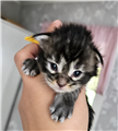 file_00000000d7b48210b22b4a2eb39d4f0c.png